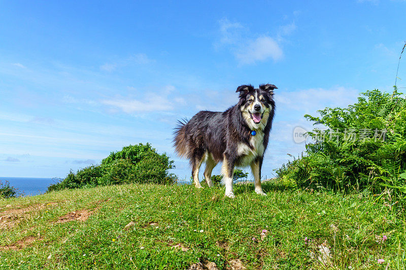 边境牧羊犬站在长满草的岬角上