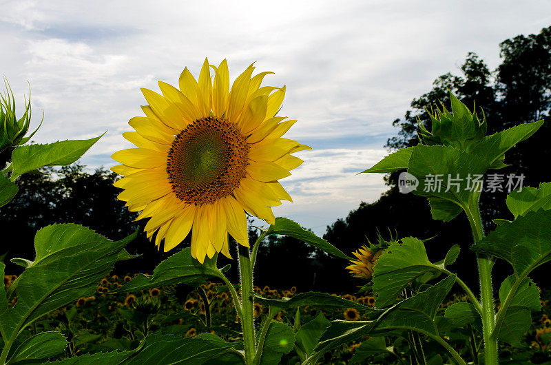 向日葵田