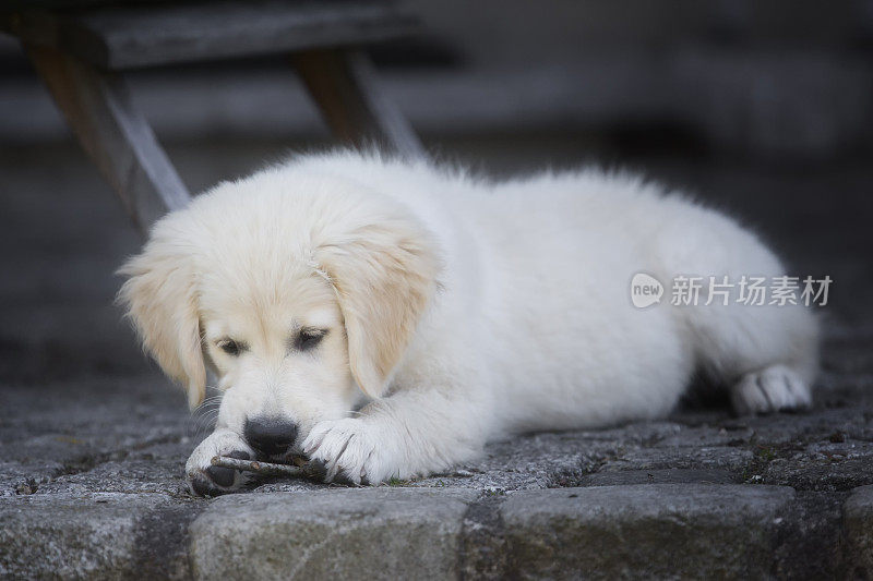 金毛寻回犬的小狗在啃一根棍子