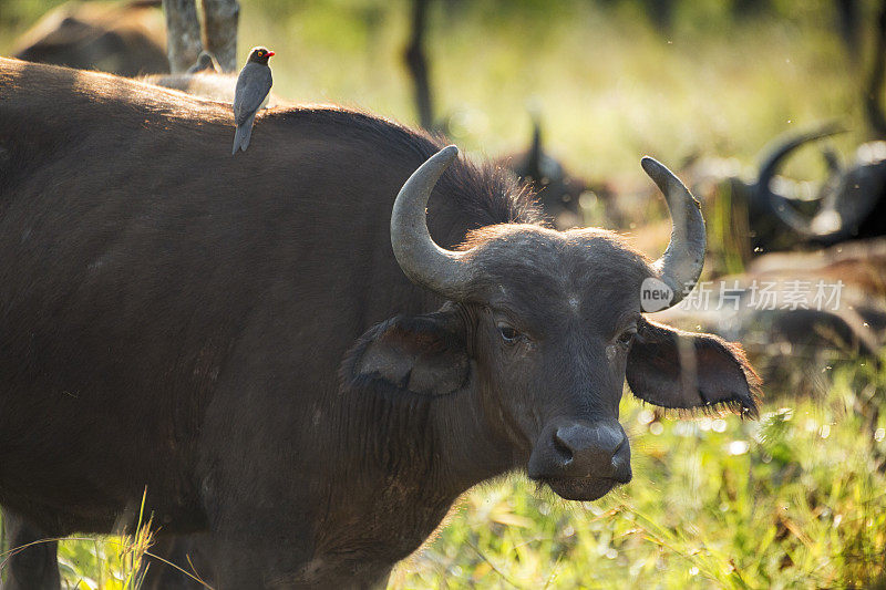 克鲁格野生动物保护区的水牛和红嘴牛啄木鸟