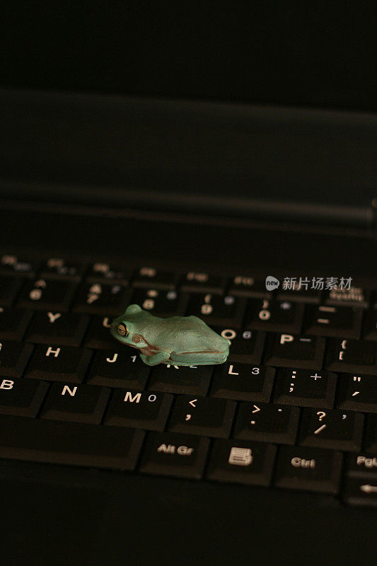 键盘上的绿色小青蛙