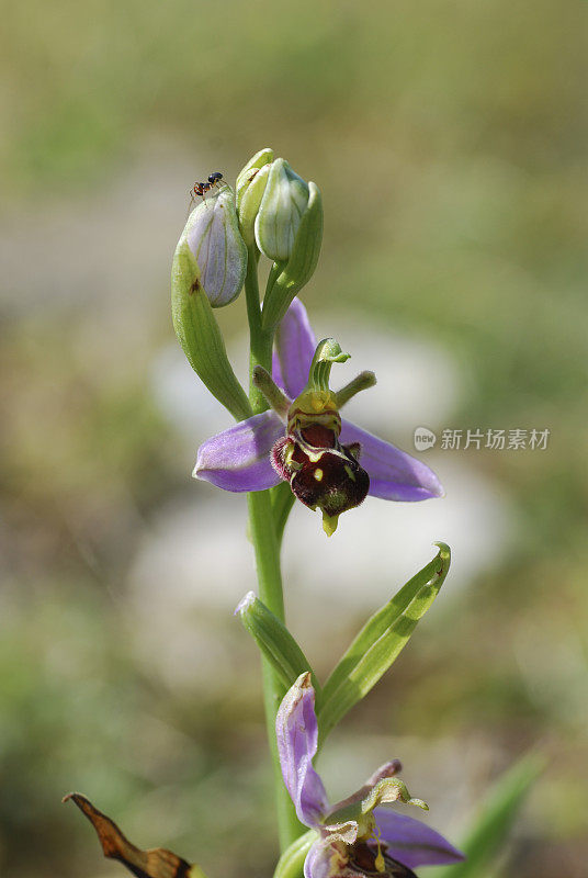 蜜蜂兰花花和蜘蛛