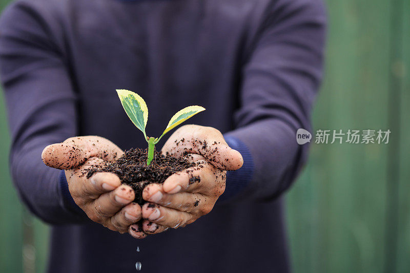 近距离的手持有植物