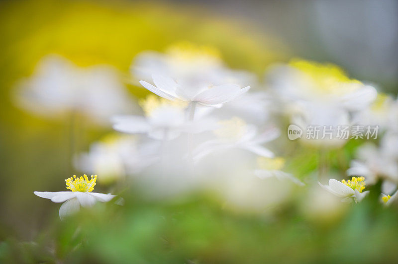 春天的花，木银莲花