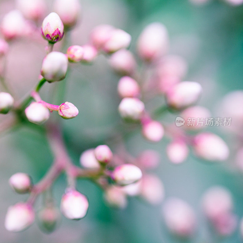 粉嫩花蕾背景近照