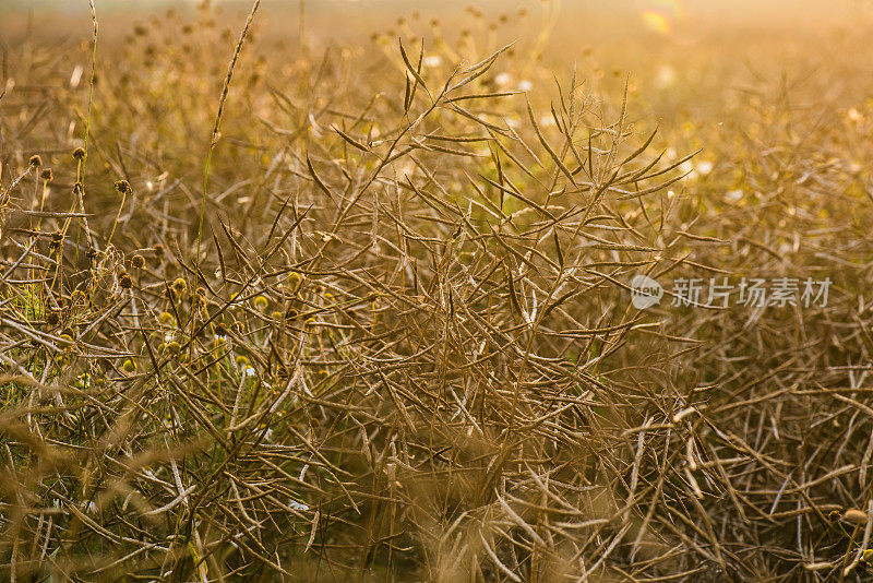 菜籽在阳光下