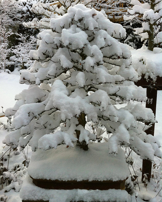 白雪覆盖的盆景树