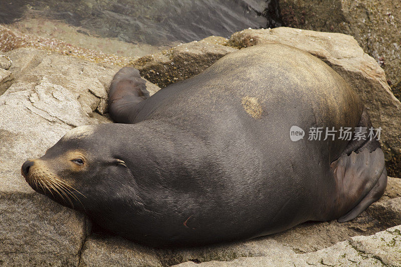 加利福尼亚海狮在岩石上休息