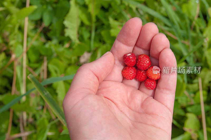 6个野生草莓在手掌上