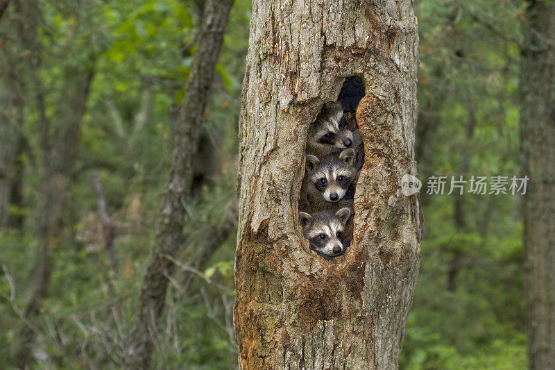 浣熊宝宝在树屋里挤作一团