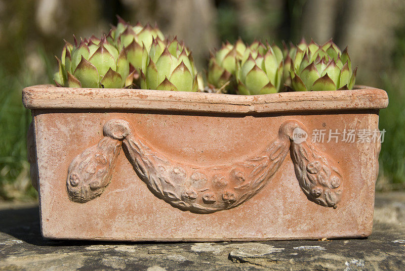 Terracotta植物容器