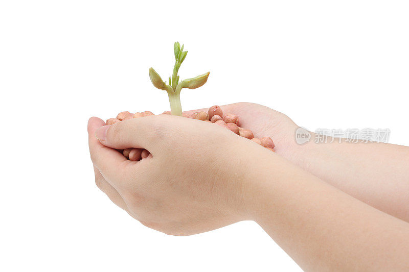 女人的手带着花生芽