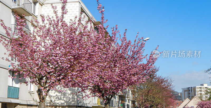 城里有一棵樱桃树