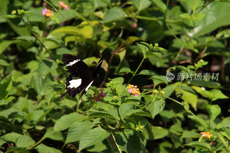 印度尼西亚:燕尾蝶在坎巴斯