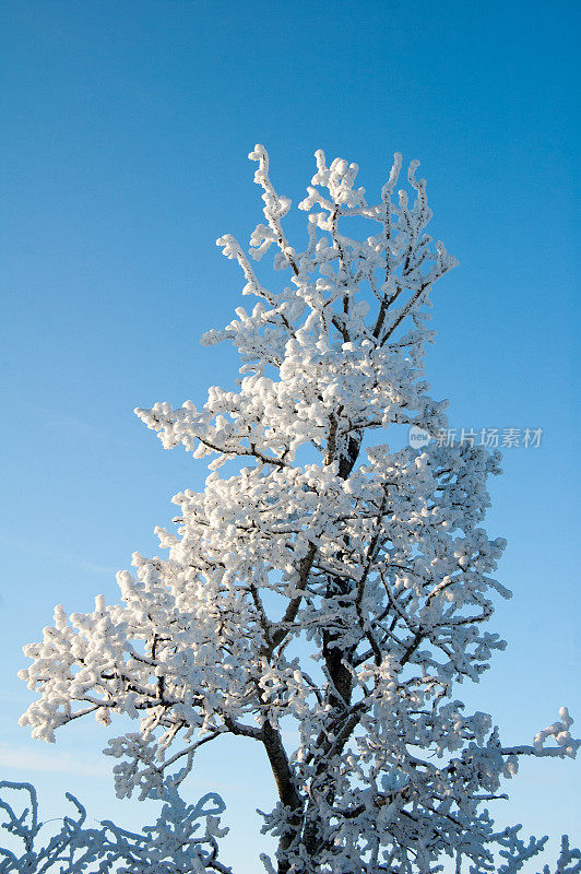 大草原的冬天，树上有厚厚的霜雪