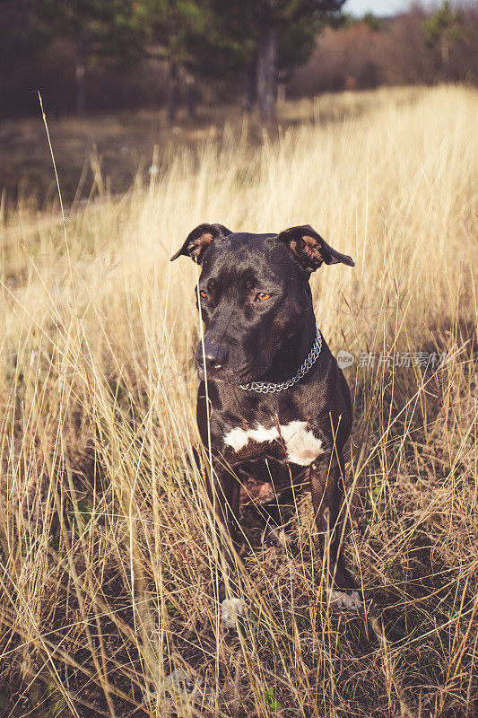 自然界中的斗牛犬