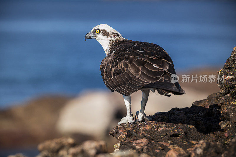 东部鱼鹰