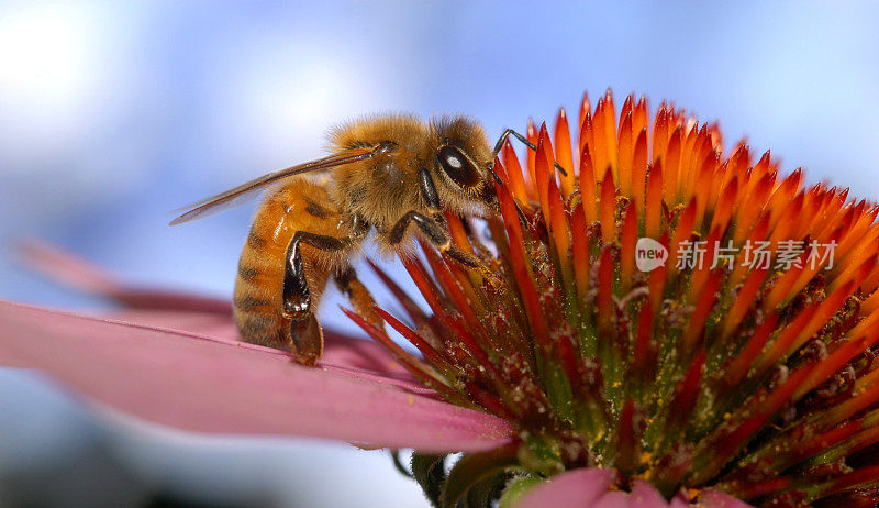 蜜蜂在花上的特写图像