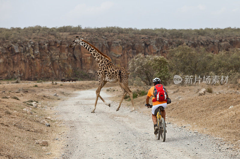谨慎!长颈鹿正在穿过肯尼亚NP地狱门