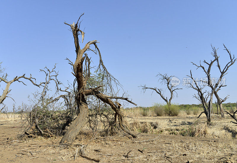 干旱在非洲。