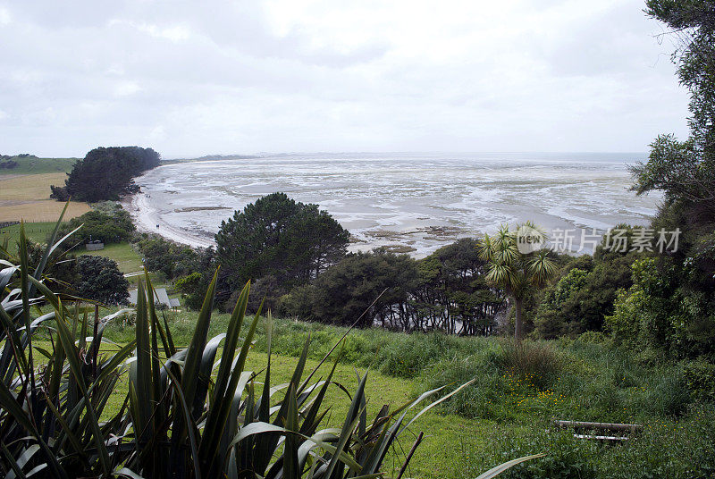 通过Harakeke的新西兰海滩景色