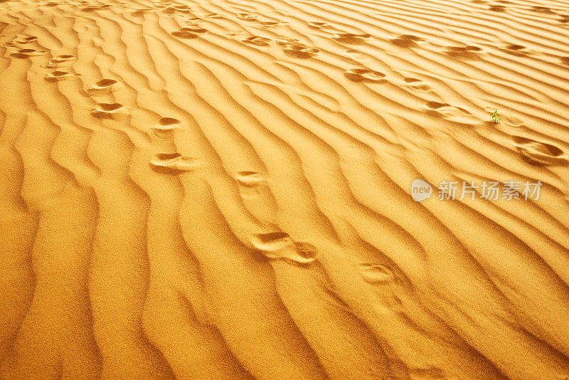 沙丘上的脚印