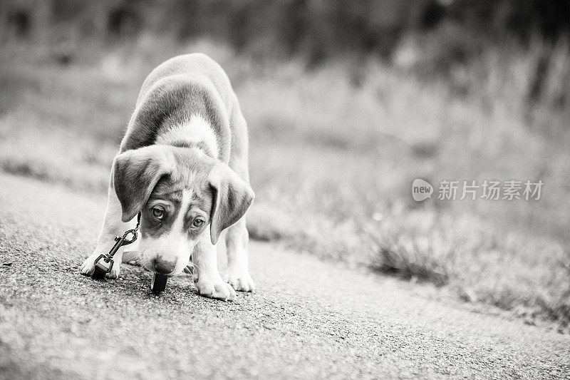 猎犬小狗