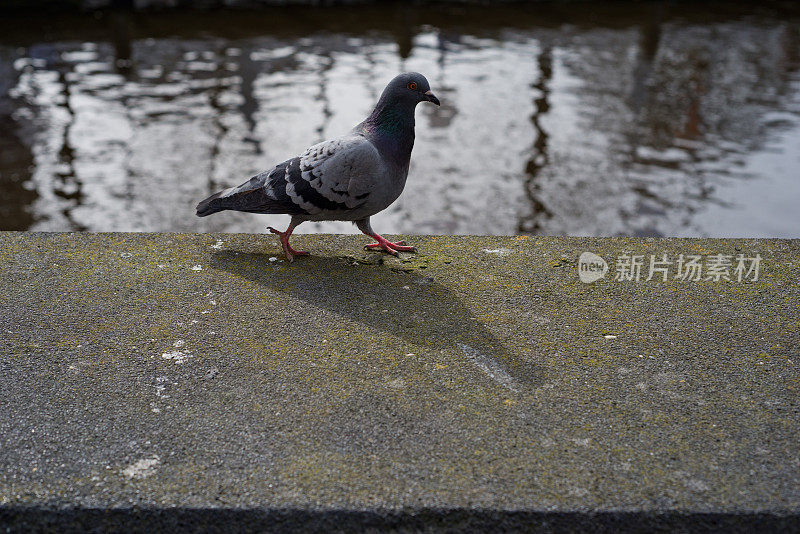 阿姆斯特丹运河的鸽子