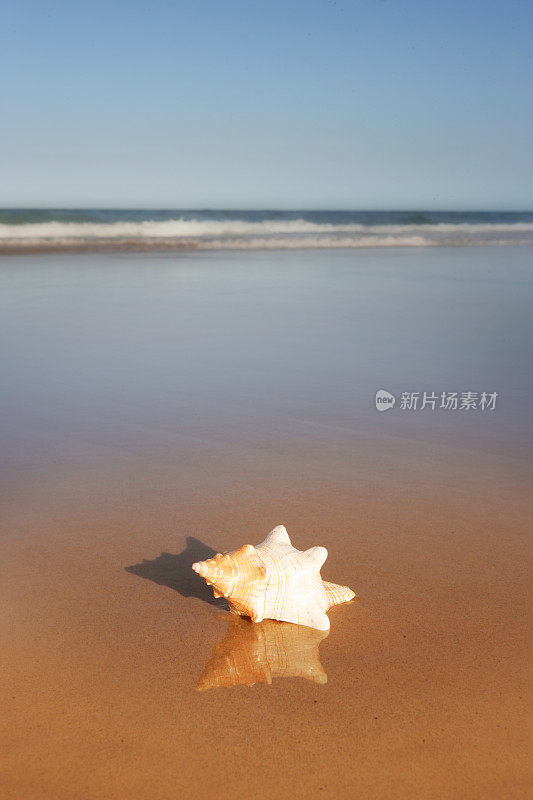 海边的贝壳