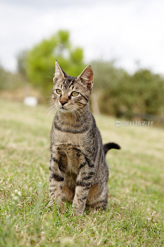 小花猫看着相机