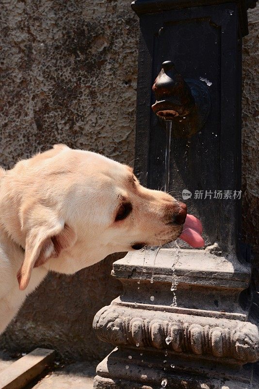 口渴的拉布拉多寻回犬