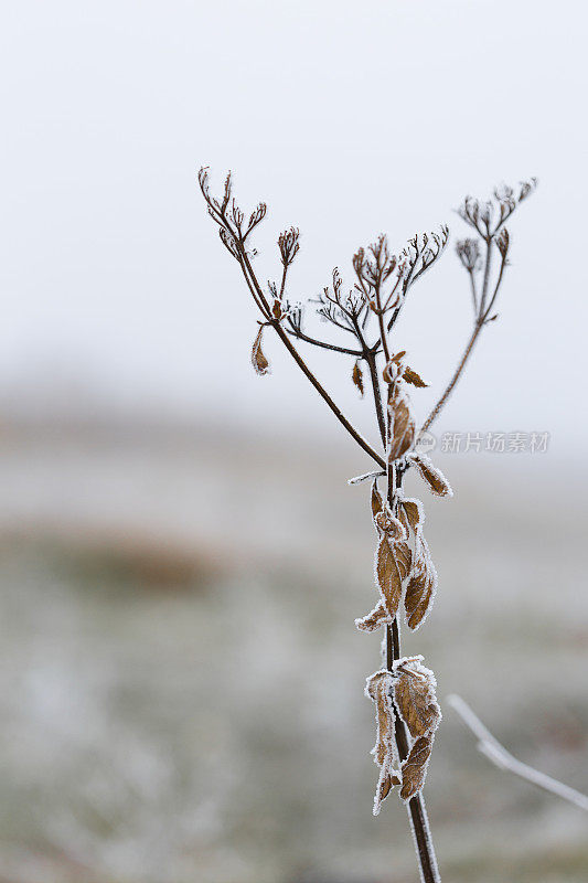 冬天的美。覆冰植物茎
