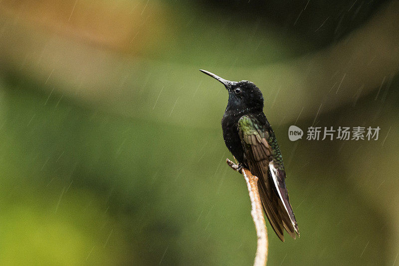 黑雅各宾（弗洛里苏加·福斯卡）