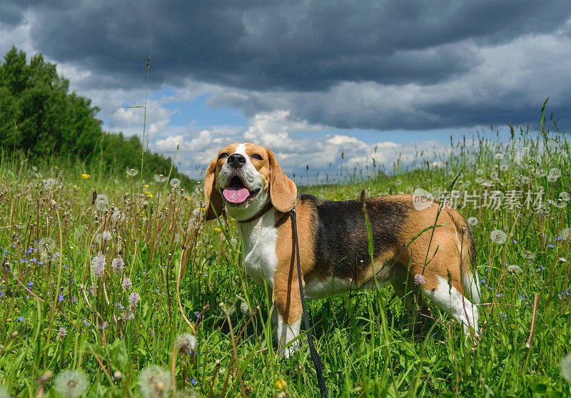小猎犬在长满黄色蒲公英的草地上