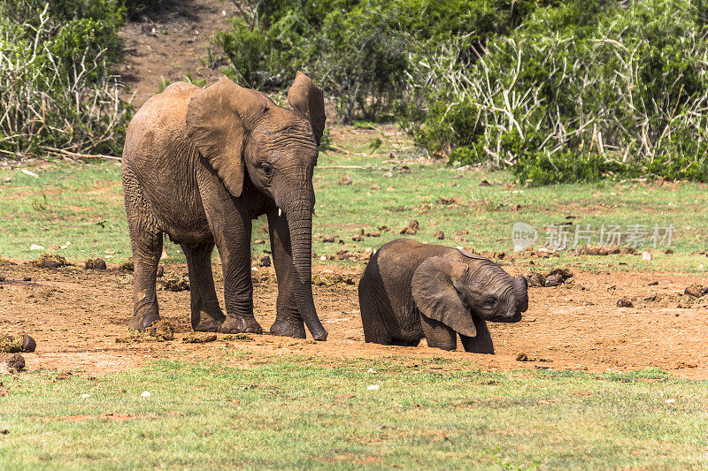 阿多大象公园的大象妈妈怀上了孩子。南非