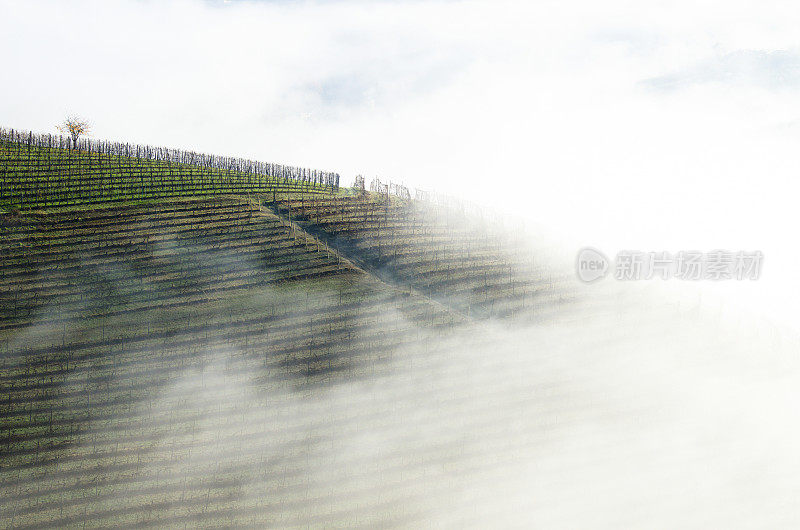 雾气缭绕的葡萄园