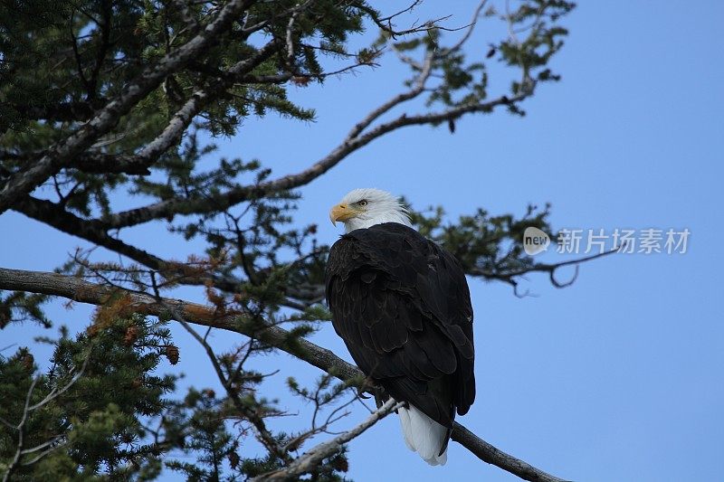 秃鹰的侧面