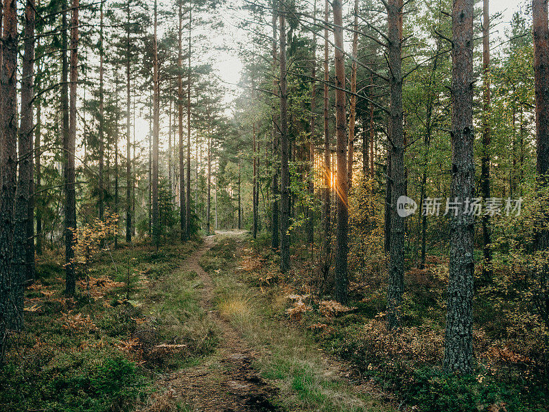 秋天的自然景观在树林里