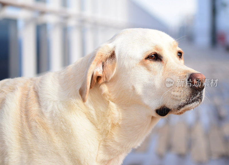 一条船上的拉布拉多寻回犬