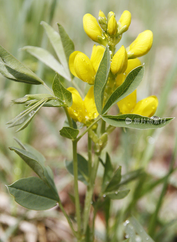 草原金豆(rhombifolia)