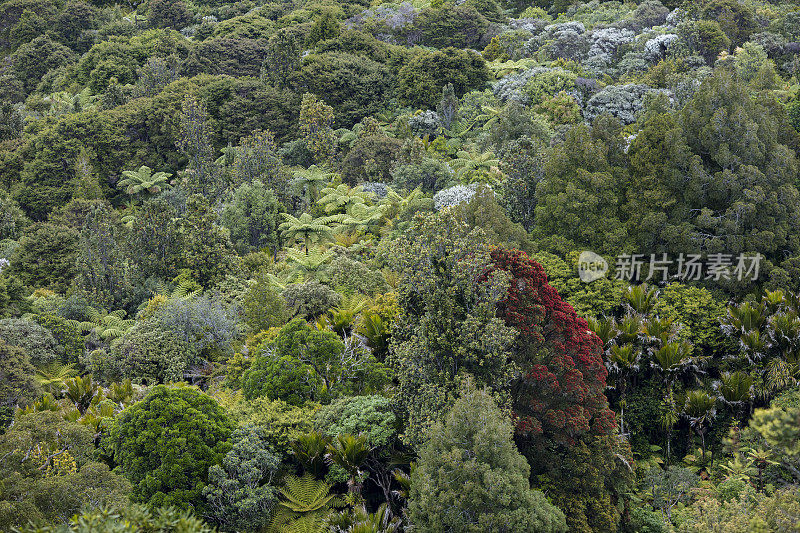 新西兰北岛的热带雨林