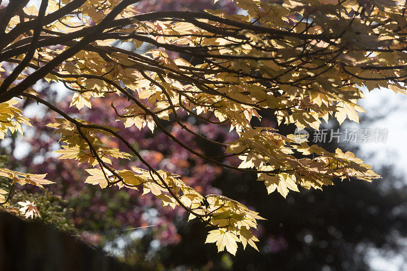 英国七橡树的日本枫树