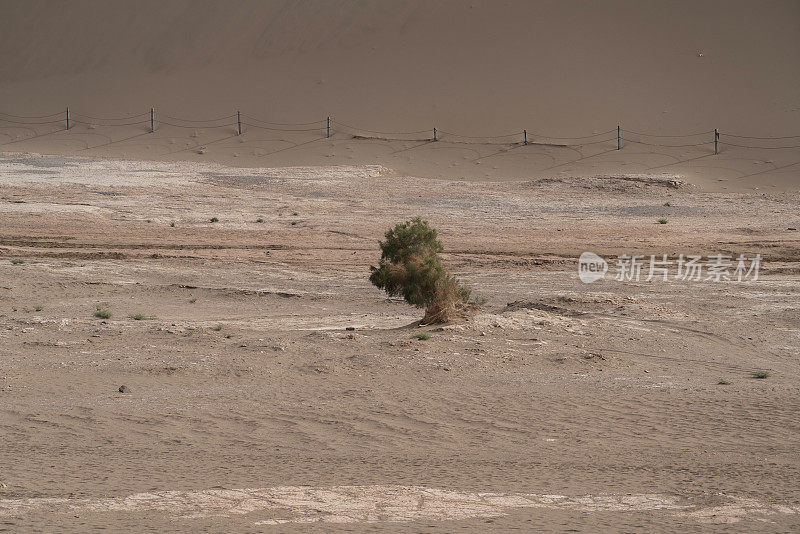 戈壁沙漠上的枯萎植物
