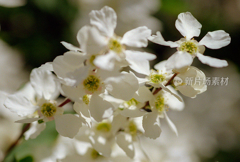 一群白花。拍摄电影