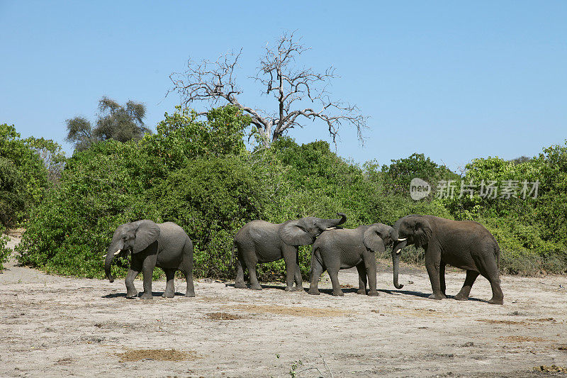 博茨瓦纳丘比公园的大象