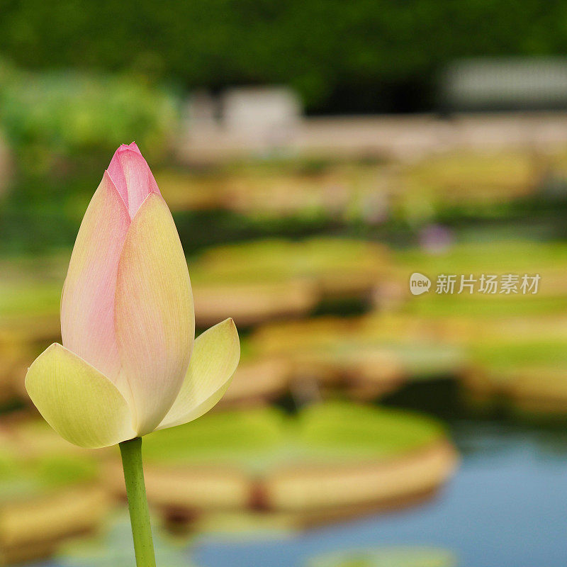 莲花芽