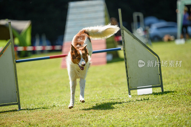 棕色边境牧羊犬跳过障碍