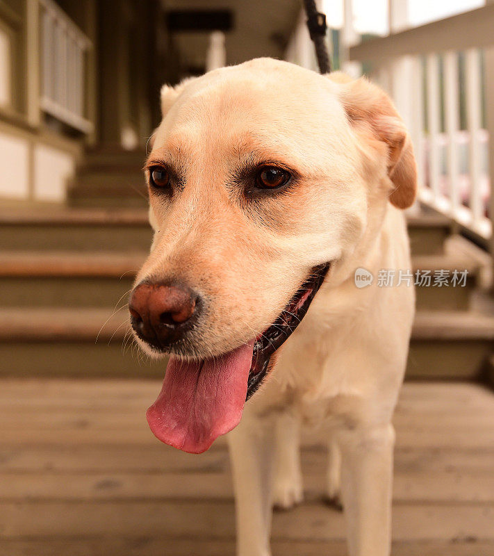 怀俄明州杰克逊霍尔的拉布拉多寻回犬