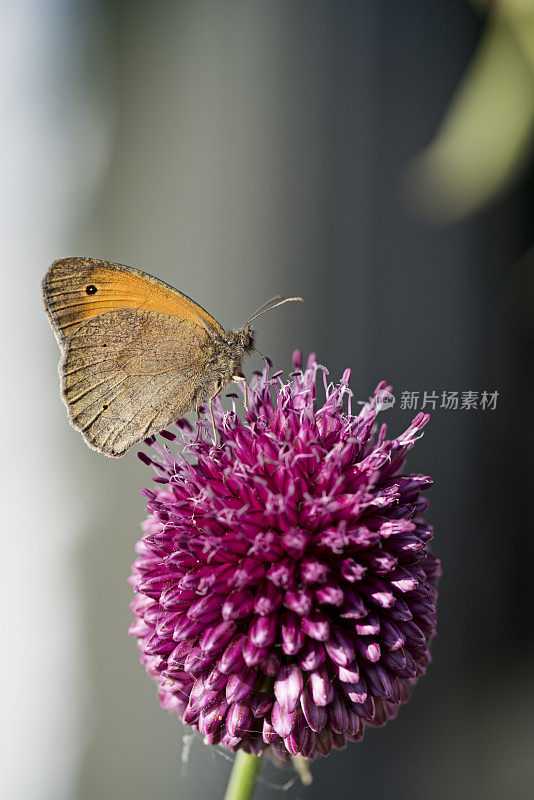 在吃葱头蒜的云状黄蝴蝶