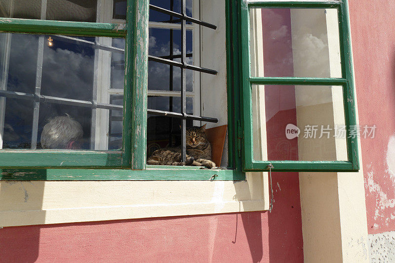 猫在窗户